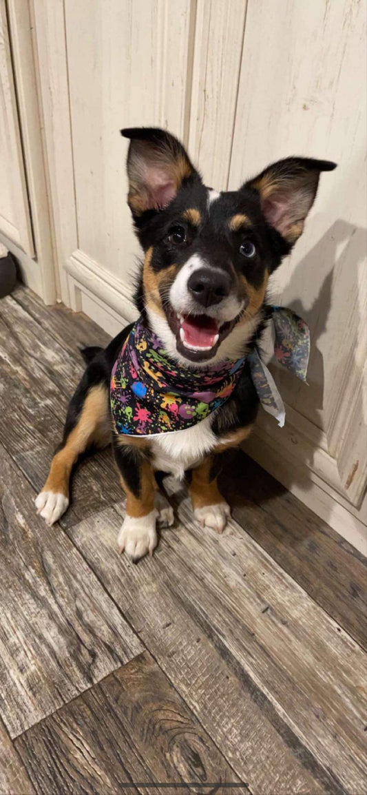 Dog Bandanas